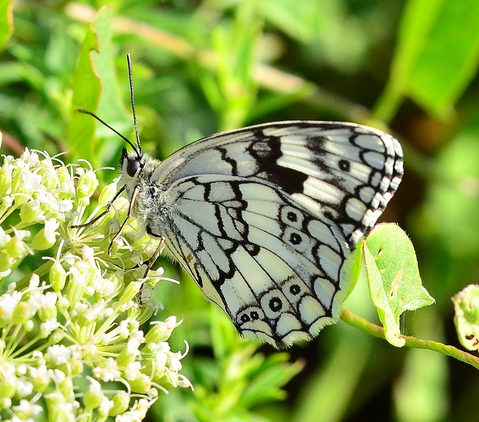 Il Velebit e le sue farfalle